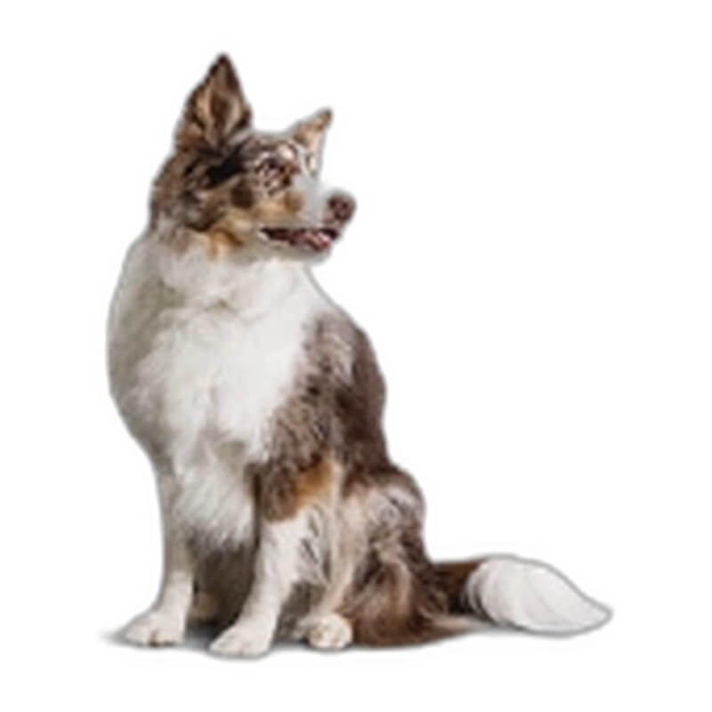 AGN1100024 DIAMOND CARE RENAL FORMULA FOR DOGS - Image 1
