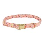COLLAR Y TIRAPERRO ACCENT 5/8" – ROSADO CON DORADO