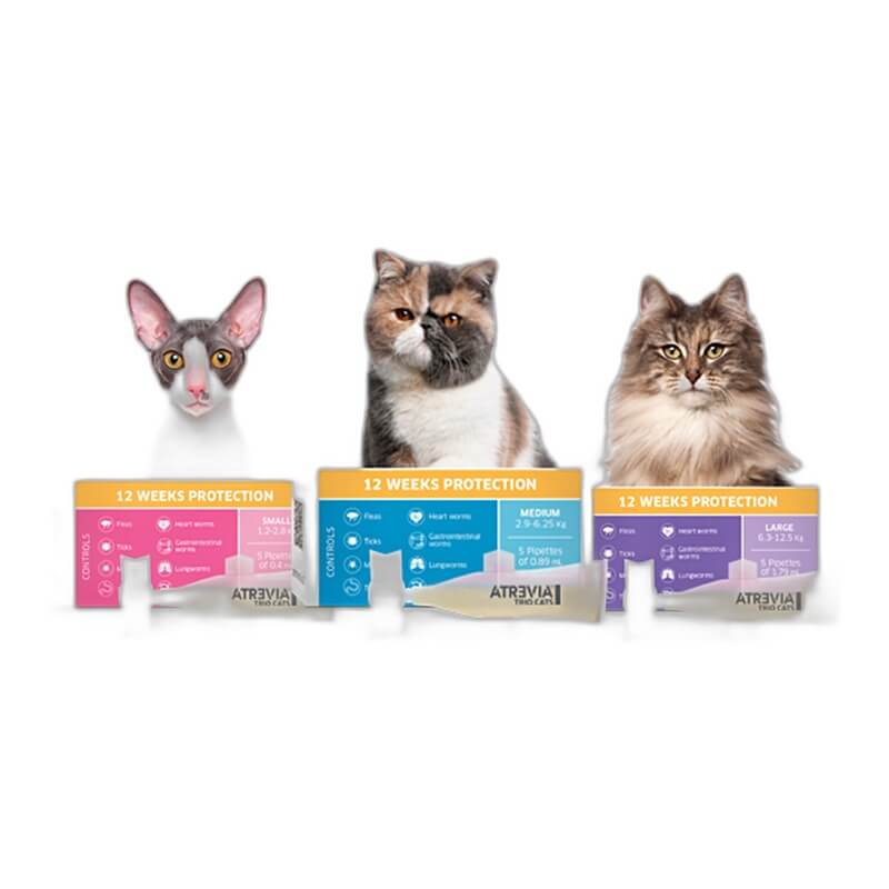 MT030087 ATREVIA TRIO CATS - Image 1
